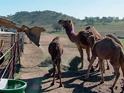 Camel Rancher